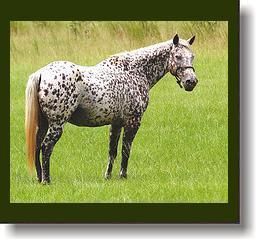 a-appaloosa.jpg