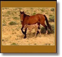 a-horse_14.jpg