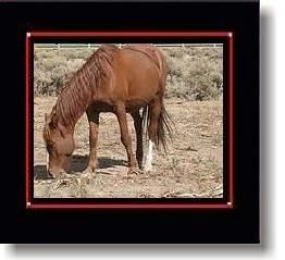 a-horse_2.jpg