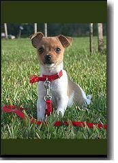 kis_rat_terrier.jpg